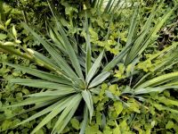 Yucca/ Gartenyucca, 5 Pflanzen,  groß und kräftig, z selber ausgr Bochum - Bochum-Südwest Vorschau