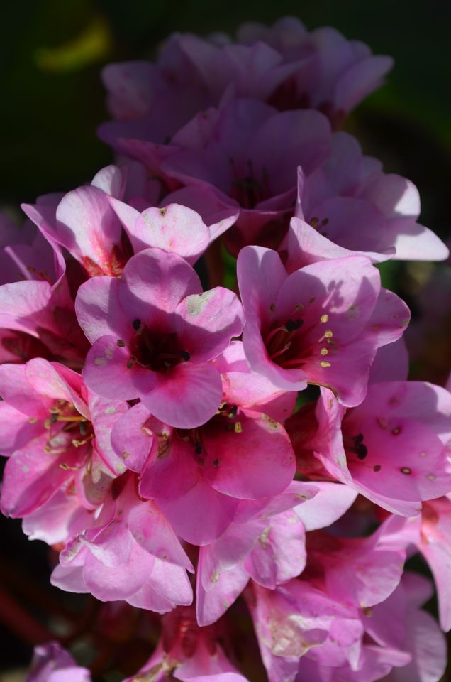 Pflanze "Bergenie" mit pinkfarbenden Blüten im Frühjahr/Herbst in Güstrow