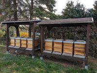 Bienenvolk Carnica Bienen Sachsen-Anhalt - Querfurt Vorschau