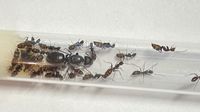 Camponotus japonicus Ameisenkolonie mit 20 Arbeiterinnen Hessen - Viernheim Vorschau