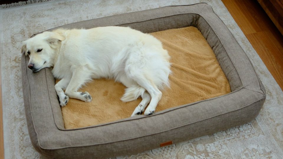 NEU XXL Hundebett 120x85 Hundekorb Groß Hundekissen Orthopädisch in Centrum