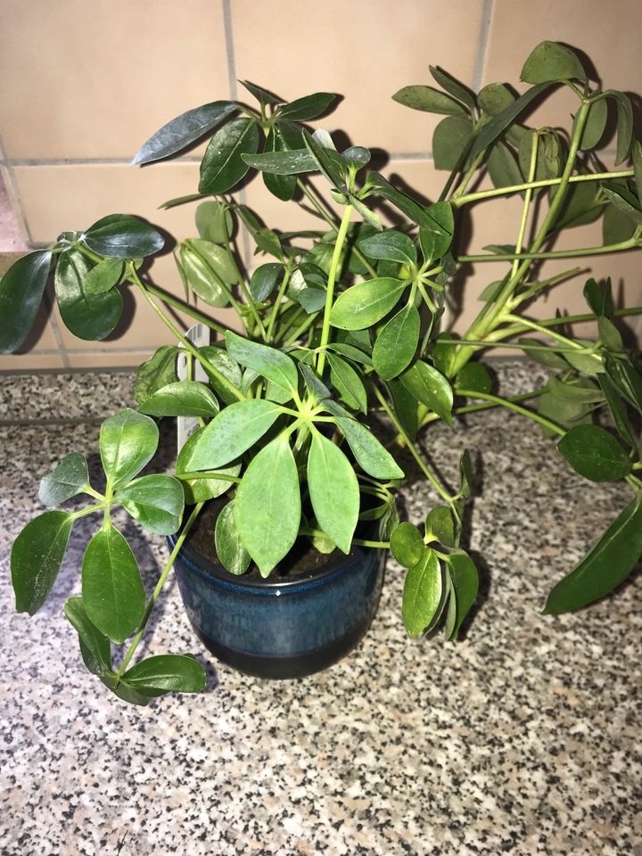 Zimmerpflanze Schefflera+ Übertopf in Markgröningen