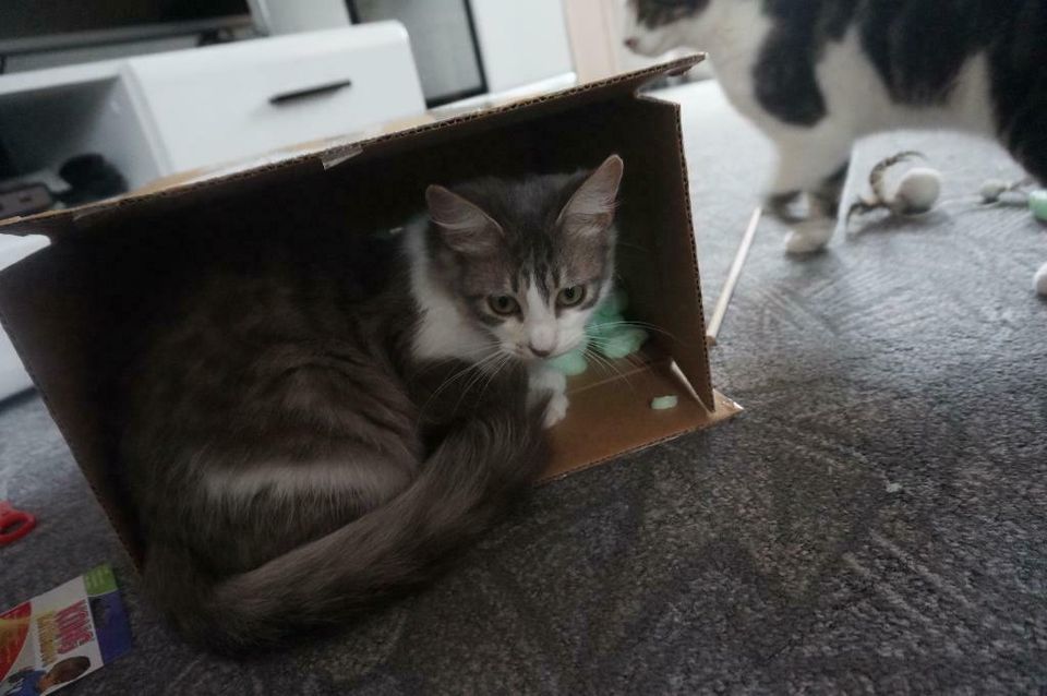 Kater Marcello gestohlen in Essen