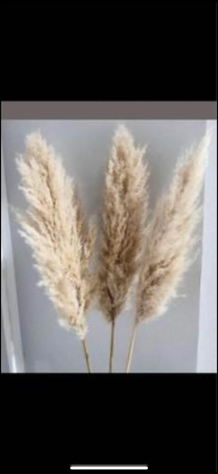 Pampasgras XXL super fluffig Trockenblumen Hochzeit Dekoration in Mögglingen