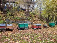 Vitale Bienenvölker mit Gesundheitszeugnis, Deutschnormal Hessen - Waldkappel Vorschau