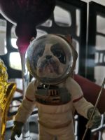 Bulldogge Kosmonaut Berlin - Marienfelde Vorschau