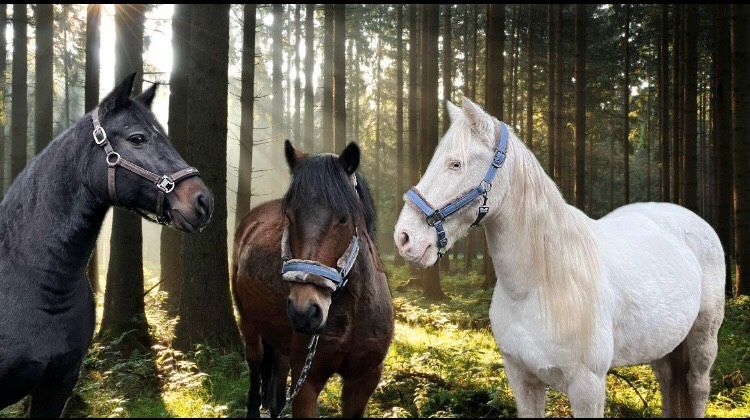 Zwergerl-Gruppenstunden Reiten lernen für Kinder in Lochhausen