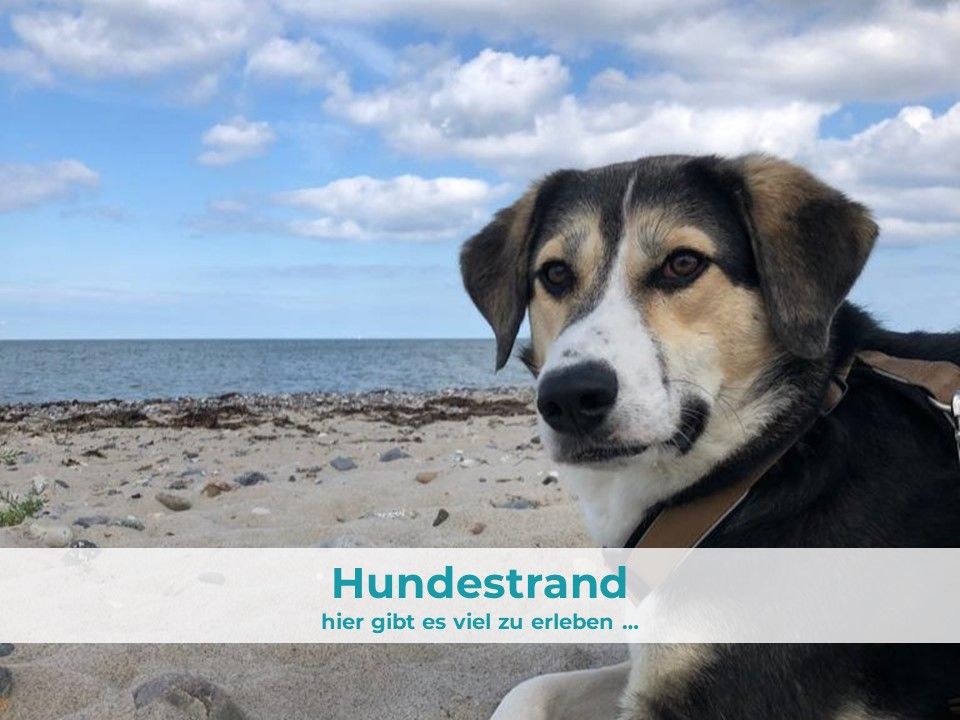 Ferienhaus "NORDZEIT", Urlaub mit Hund, Ostsee Hohenfelder Strand in Tröndel