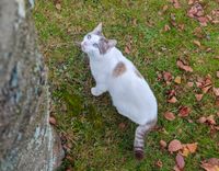 Kater vermisst Niedersachsen - Steinhorst Vorschau