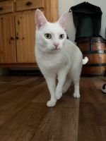 Weiße Katze entlaufen Thüringen - Jena Vorschau