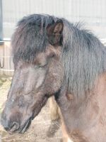 Reitbeteiligung Niedersachsen - Halvesbostel Vorschau