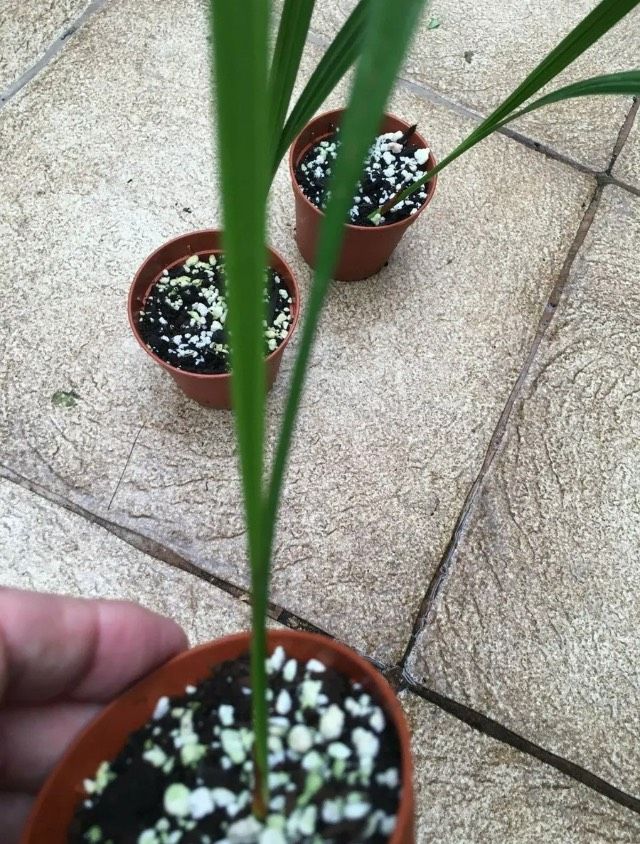 4 Frisch Dattelpalme Samen Phoenix Zimmerpflanzen Palmen Pflanzen in Essen
