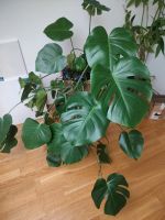 Monstera deliciosa - groß gesund und grün Düsseldorf - Bilk Vorschau