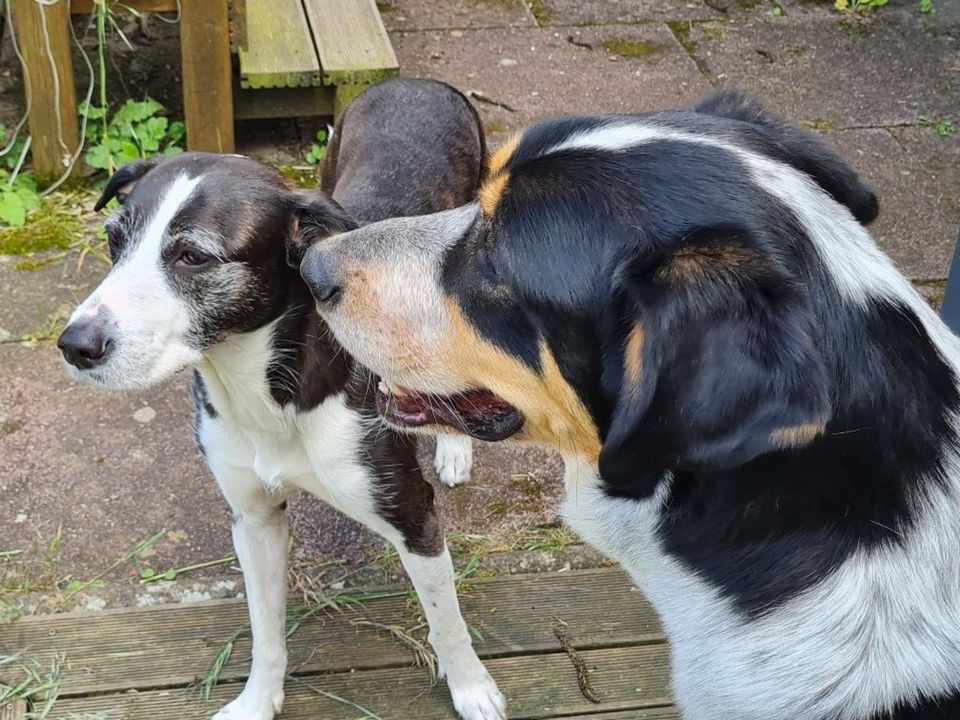 JUSTIN, Großer Schweizer Sennenhund Mix, geb. 06/2019 in Aarbergen