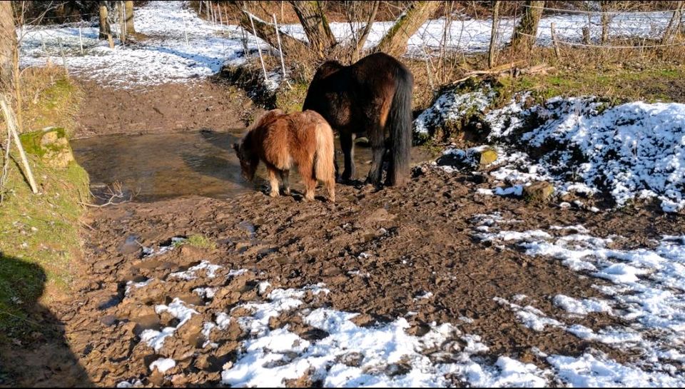 Einstellplatz für Shetty Offenstall in Eschau