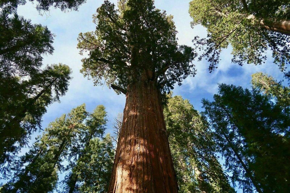 Sequoiadendron giganteum Mammutbaum Bergmammutbaum 50-70cm in Nordkirchen