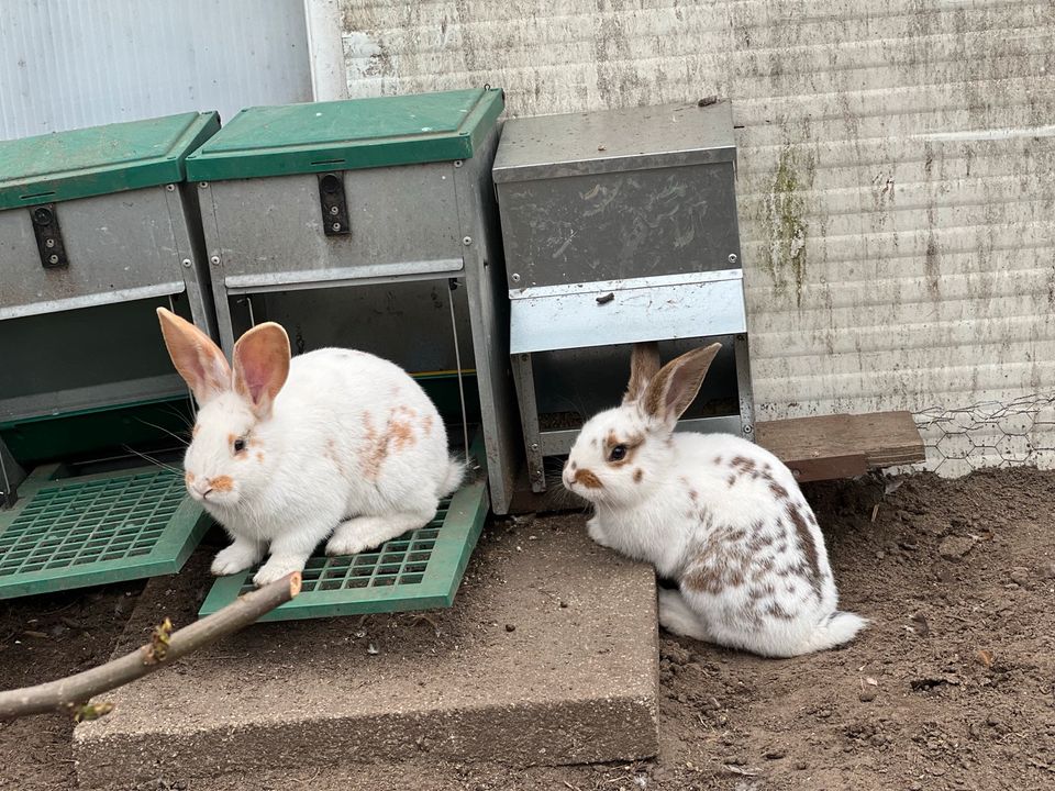 ⭐️ Echte deutsche Riesen Hasen Kaninchen stallkaninchen xxl ⭐️ in Marl