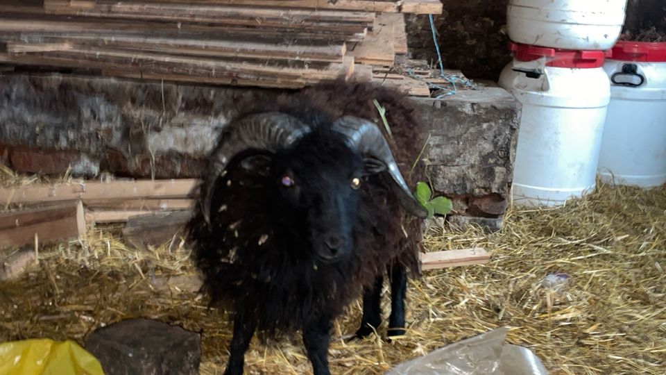 Quesant Schaf Bock 1 Jahr ca. in Demmin