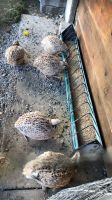 Futtertrog für Hühner, wachteln, Enten Usw Baden-Württemberg - Zell Vorschau