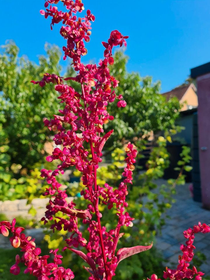 Rote Gartenmelde, Spanischer Salat alte Gemüsepflanze in Oldenburg