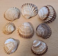 8 original Muscheln aus dem Atlantik  - TOP - Schleswig-Holstein - Itzehoe Vorschau