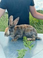 Rex Kaninchen / Hase (weiblich) Thüringen - Bad Langensalza Vorschau