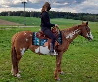 Verk. Amerikan Paint Horse Stute als Beisteller, Anfängerpferd Bayern - Schalkham Vorschau