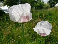 Samen Papaver somniferum Schlafmohn Blaumohn Mohn weiß Baden-Württemberg - Horgenzell Vorschau