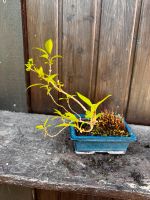 Bonsai Forsythien mit Topf Bayern - Lonnerstadt Vorschau