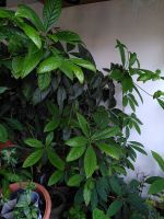 Avocadobäume selbst aus kanarischen Avocados gezogen, 4 Jahre alt Bayern - Uffing Vorschau