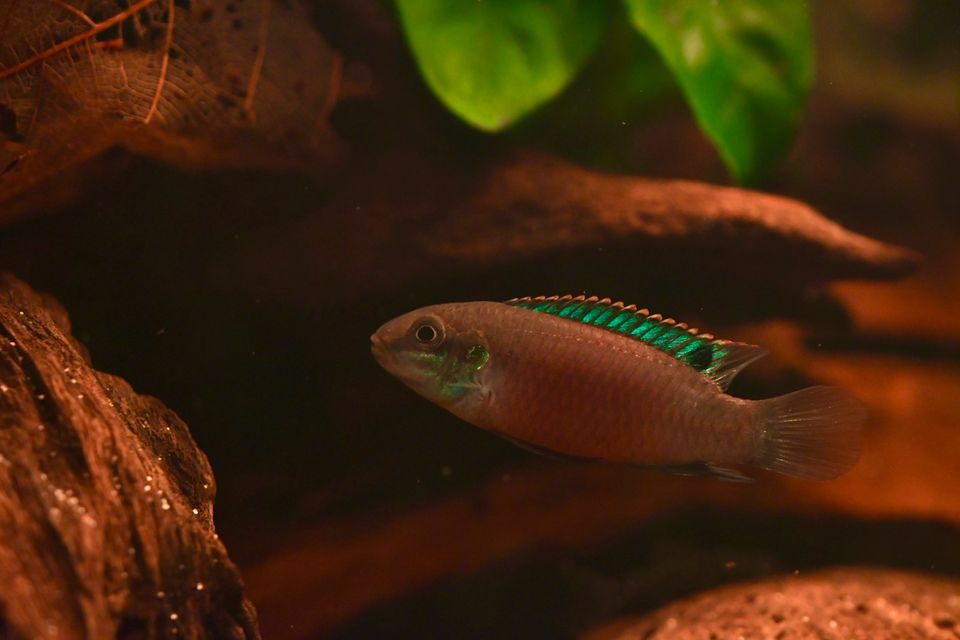 Enigmatochromis lucanusi F1 / Pelvicachromis / Apistogramma in Leipzig