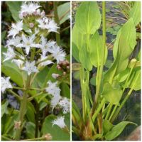 Wasserreinigende Wasserpflanzen Gartenteich Fischteich Biotop Nordrhein-Westfalen - Emsdetten Vorschau