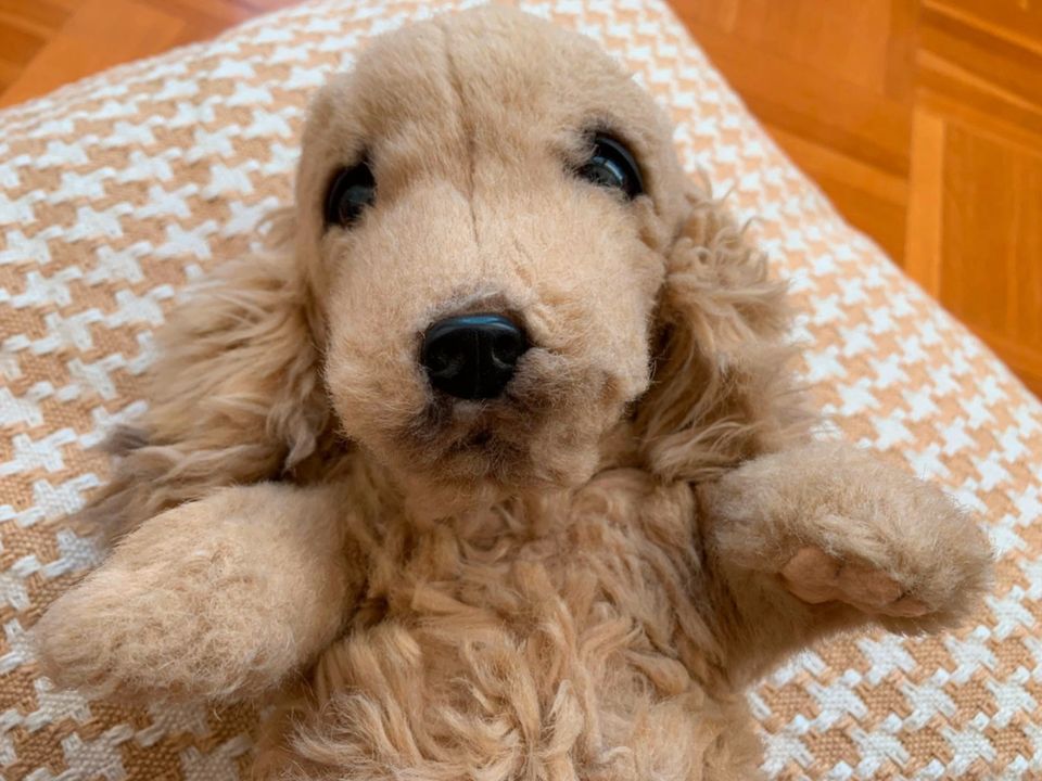 Hundewelpe Hundebaby Golden Retriever, Cocker Spaniel AUX NATIONS in Germering