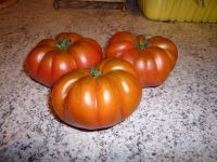Tomaten-,Gurken-, und Zucchini Pflanzen Schleswig-Holstein - Kisdorf Vorschau