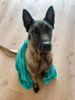 KARMA Malinois Hündin Tierschutz Hund Bayern - Bruckmühl Vorschau