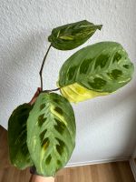 Maranta Kerchoveana Variegata Stecklinge bewurzelt Dresden - Räcknitz/Zschertnitz Vorschau