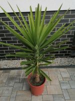 Palme 1,20cm hoch Brandenburg - Doberlug-Kirchhain Vorschau