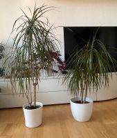 2 Drachenbäume (Palmen) mit Übertöpfen Hannover - Vahrenwald-List Vorschau