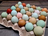 Bruteier Marans Olivleger Araucana Legbar Blumenhühner Nordrhein-Westfalen - Niederzier Vorschau