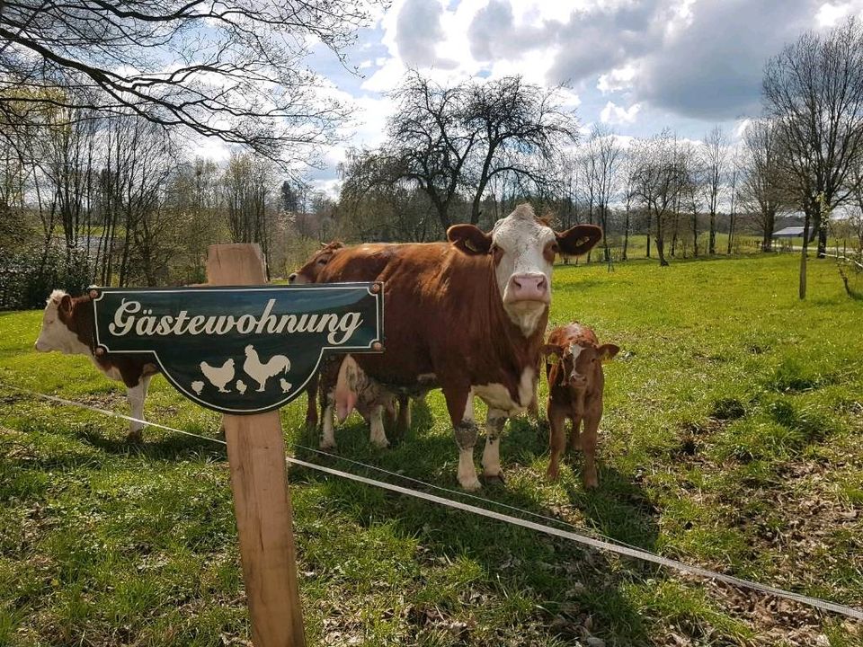 Gästewohnung/Ferienwohnung in Halver