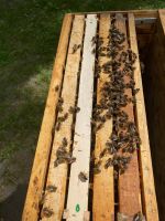 Bienenableger auf Dadant Nürnberg (Mittelfr) - Südoststadt Vorschau