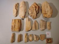 Versteinertes fossiles Holz, Steinholz; Mineralien, Aquarien (M) Sachsen-Anhalt - Halle Vorschau