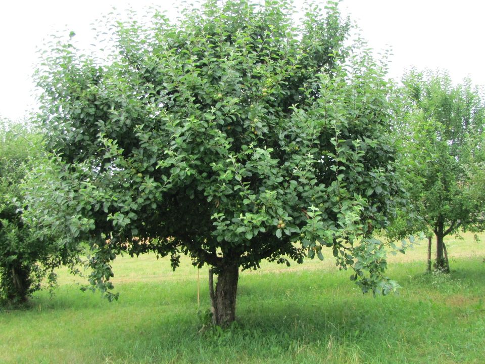 Apfelmost aus eigenem Anbau in Waldkirchen