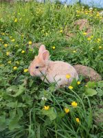 Süße Kaninchen abzugeben (Zahm und Weibchen) Bad Godesberg - Mehlem Vorschau