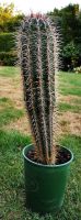 Kaktus Pachycereus pringlei 45 cm inkl. Topf Nordrhein-Westfalen - Ennigerloh Vorschau