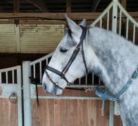 Trense braun WB Warmblut braun Messing sehr weiches Leder Nordrhein-Westfalen - Borgholzhausen Vorschau