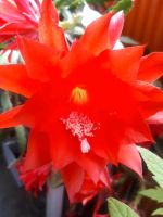 Epiphyllum Blattkakteen Hessen - Rüsselsheim Vorschau