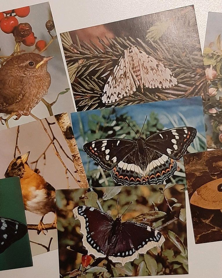 9 Postkarten Ansichtskarten Tiere in Wickede (Ruhr)