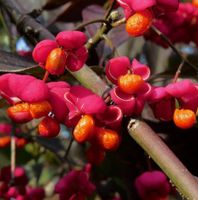 Euonymus europaeus / Pfaffenhütchen /Spindelstrauch Bayern - Fürth Vorschau