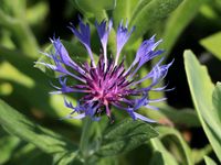 Berg Flockenblume Staude Kornblume Garten Pflanze winterhart Baden-Württemberg - Eppingen Vorschau